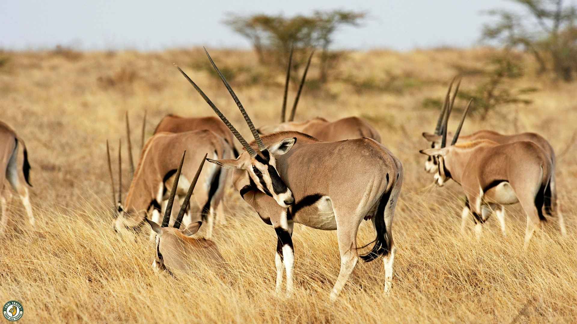 Beisa oryx