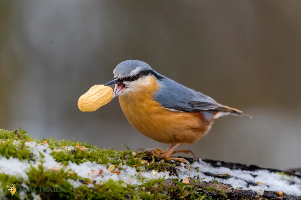 Birdwatching2