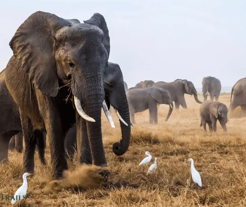 Ngoma Safari: 7 Days Nairobi to Namanga Safari