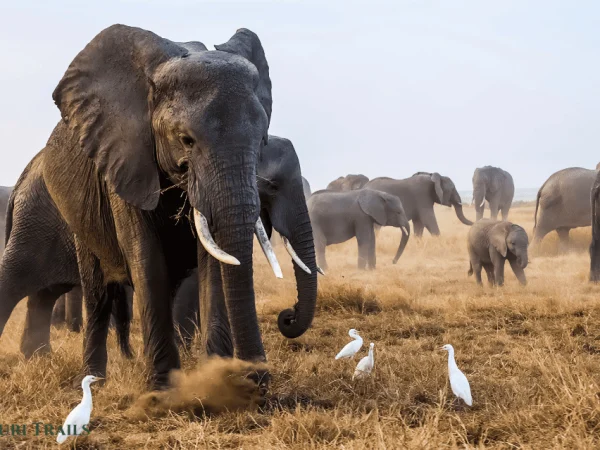 Ngoma Safari: 7 Days Nairobi to Namanga Safari