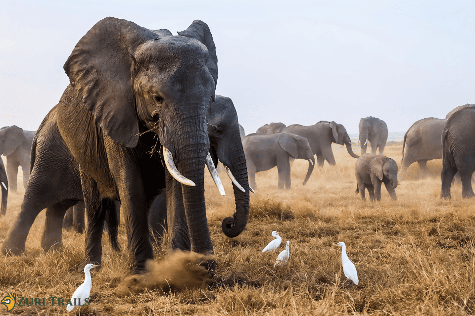 Amboseli National Park