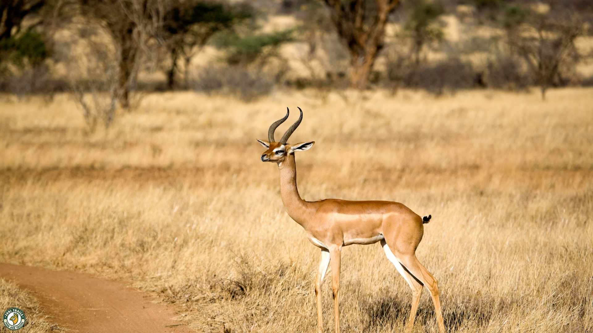 Gerenuk