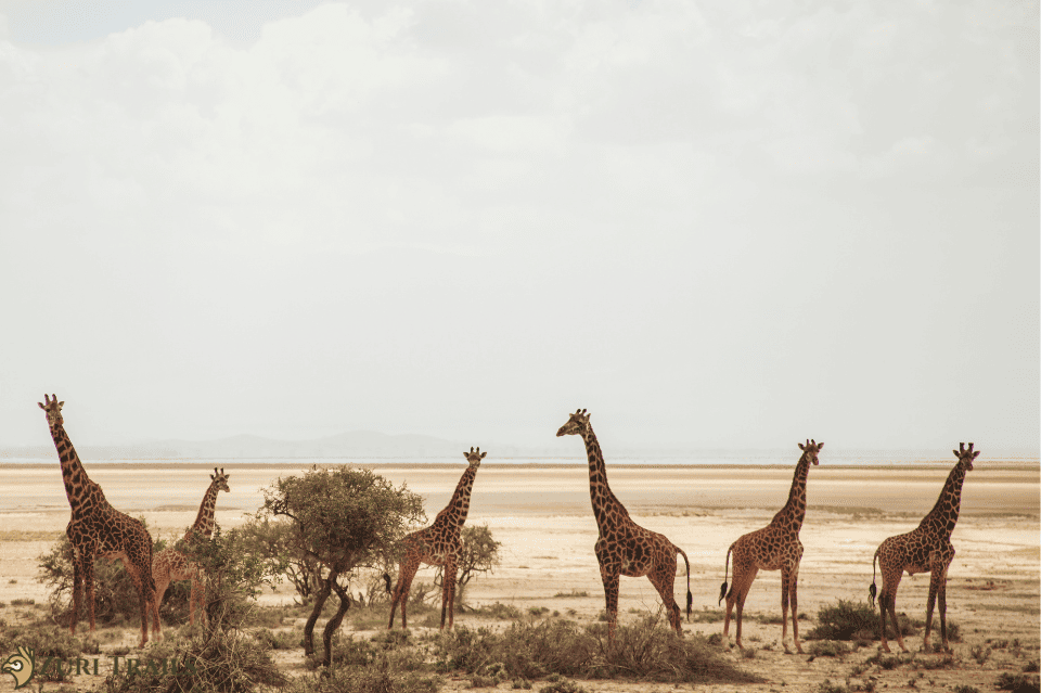 Giraffes