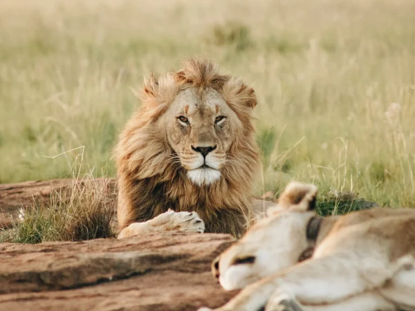 Savanna Majesty Safari: 6 Days Mara to Emali Safari