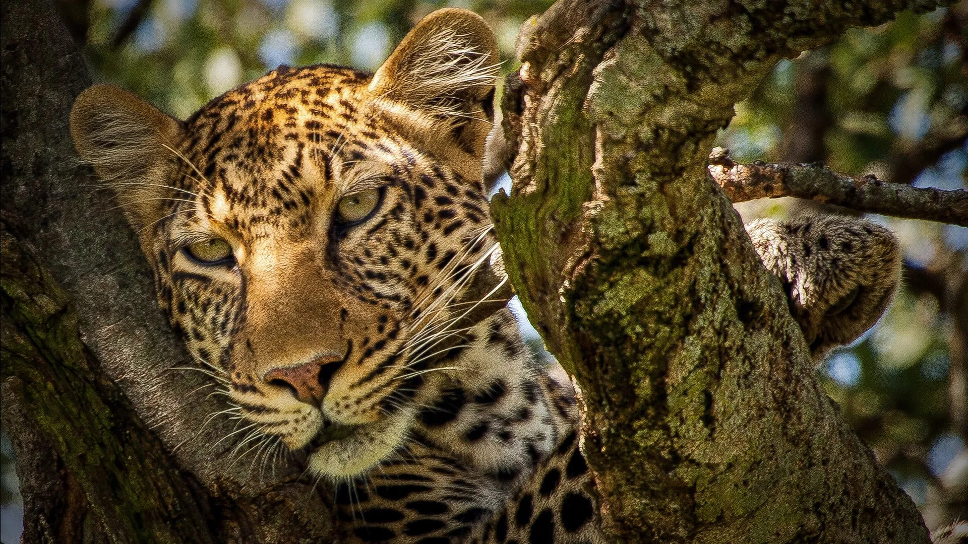 Leopard