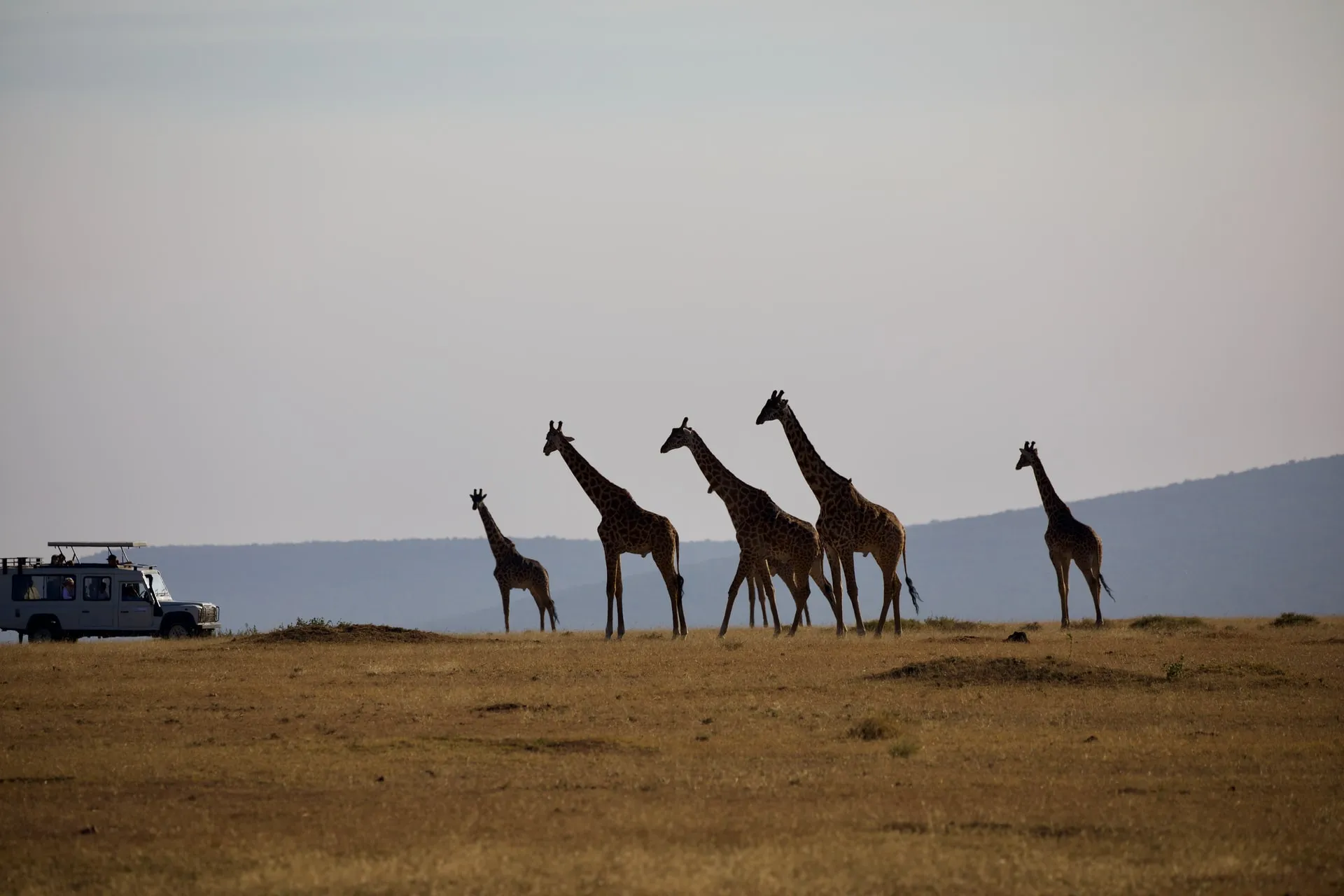 Many Giraffes