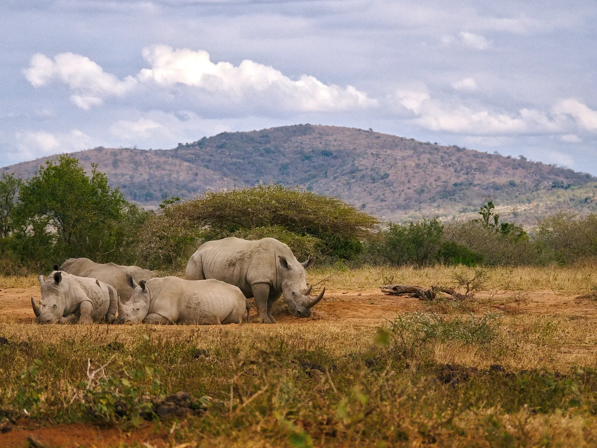 Rhinos