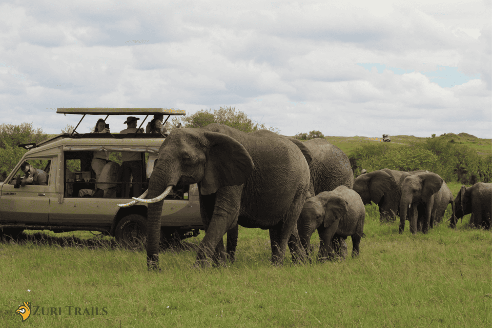 Safari Vehicles (2)