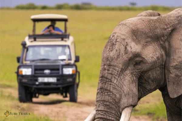 Jambo Tsavo Safari: 8 Days Mombasa Nairobi Safari