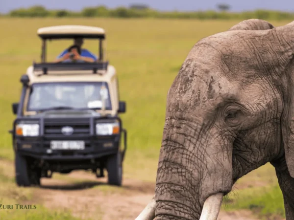 Jambo Tsavo Safari: 8 Days Mombasa Nairobi Safari