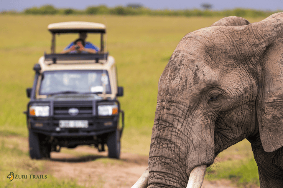 Tourist-taking-a-picture-of-an-Elephant-3