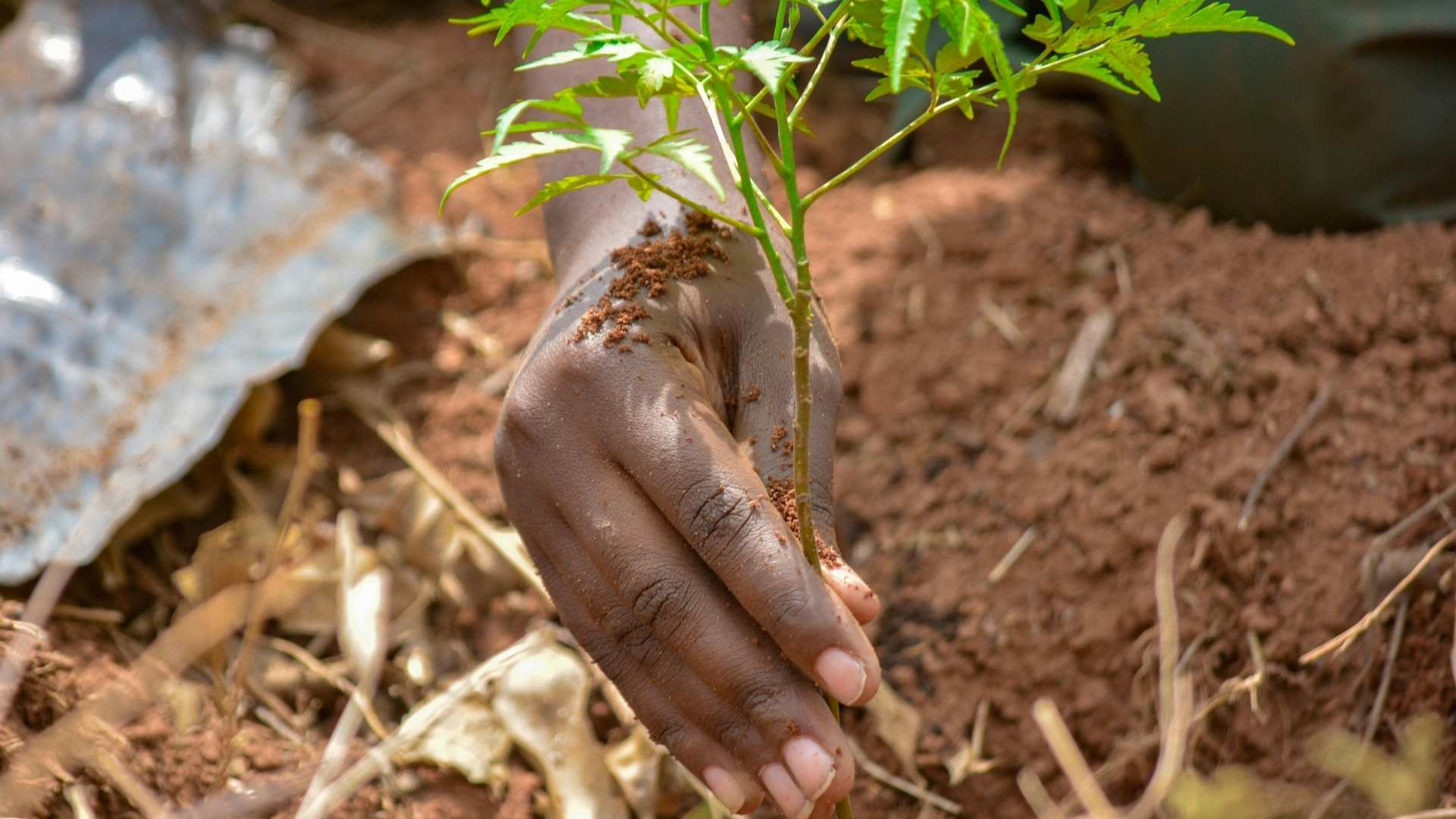 Tree Planting (2)