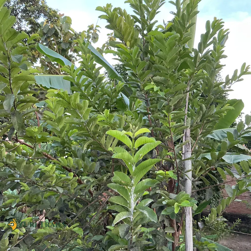 Tree Planting Initiative