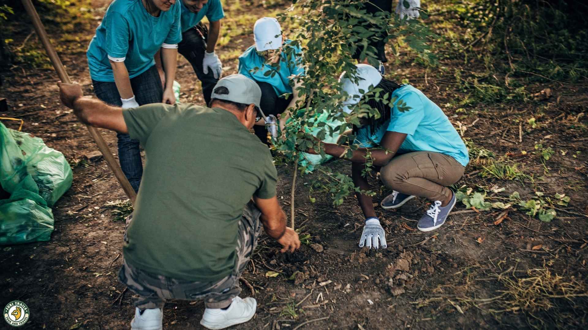 Tree Planting