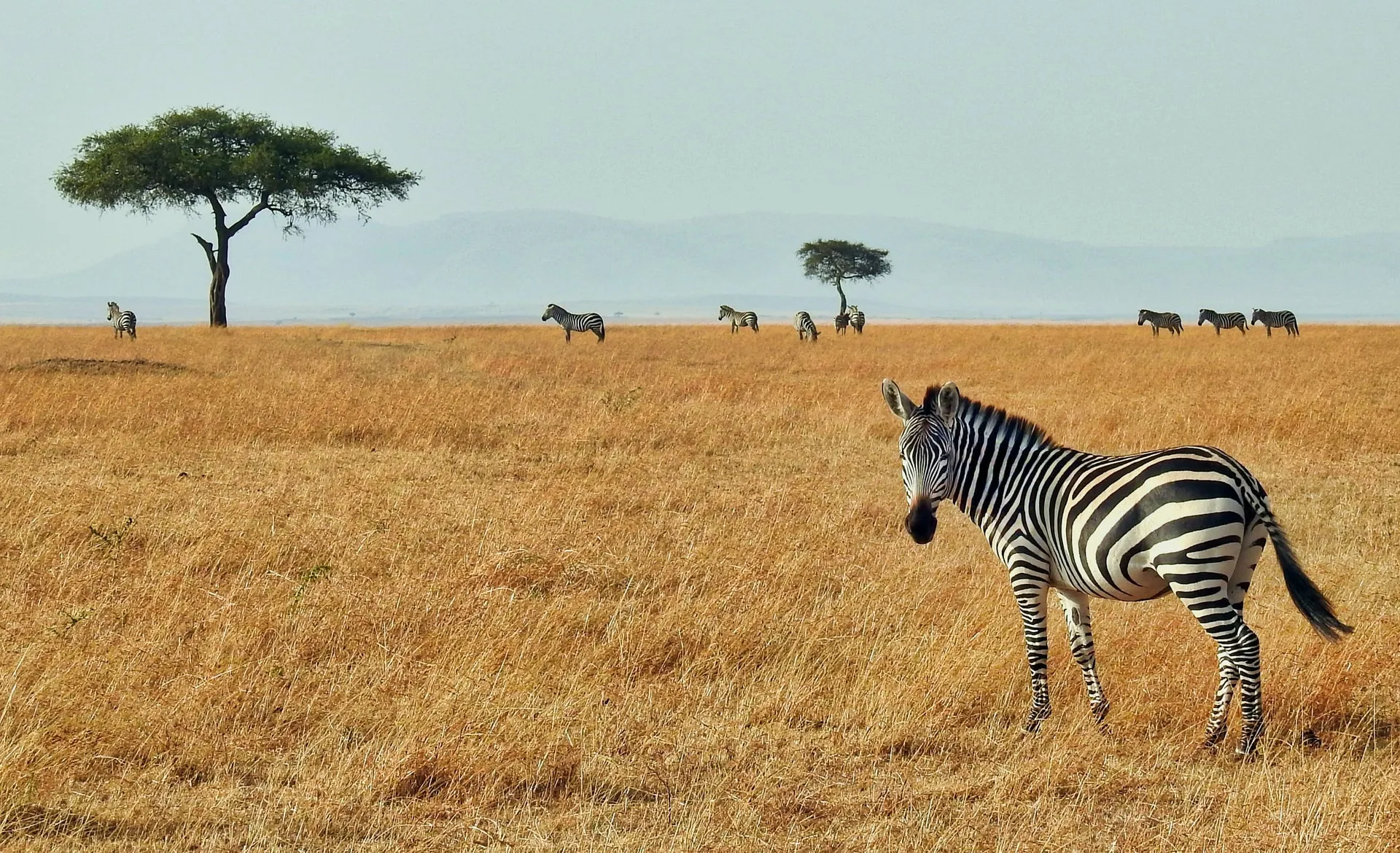 Zebras fro afar