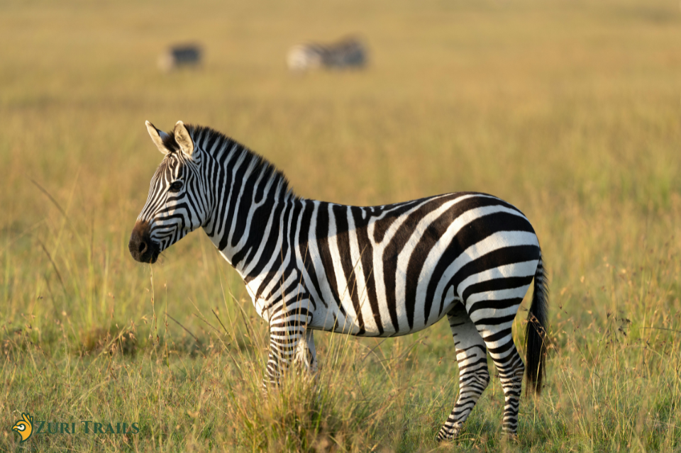 Tsavo East