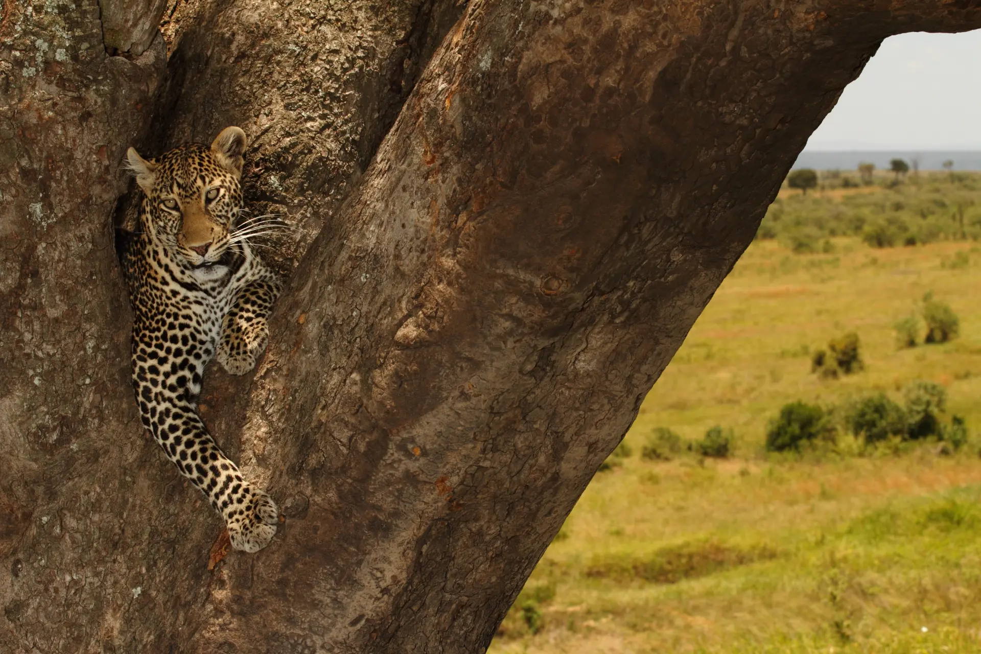 beautiful-african-leopard-sitting-big-tree-trunk-middle-jungle