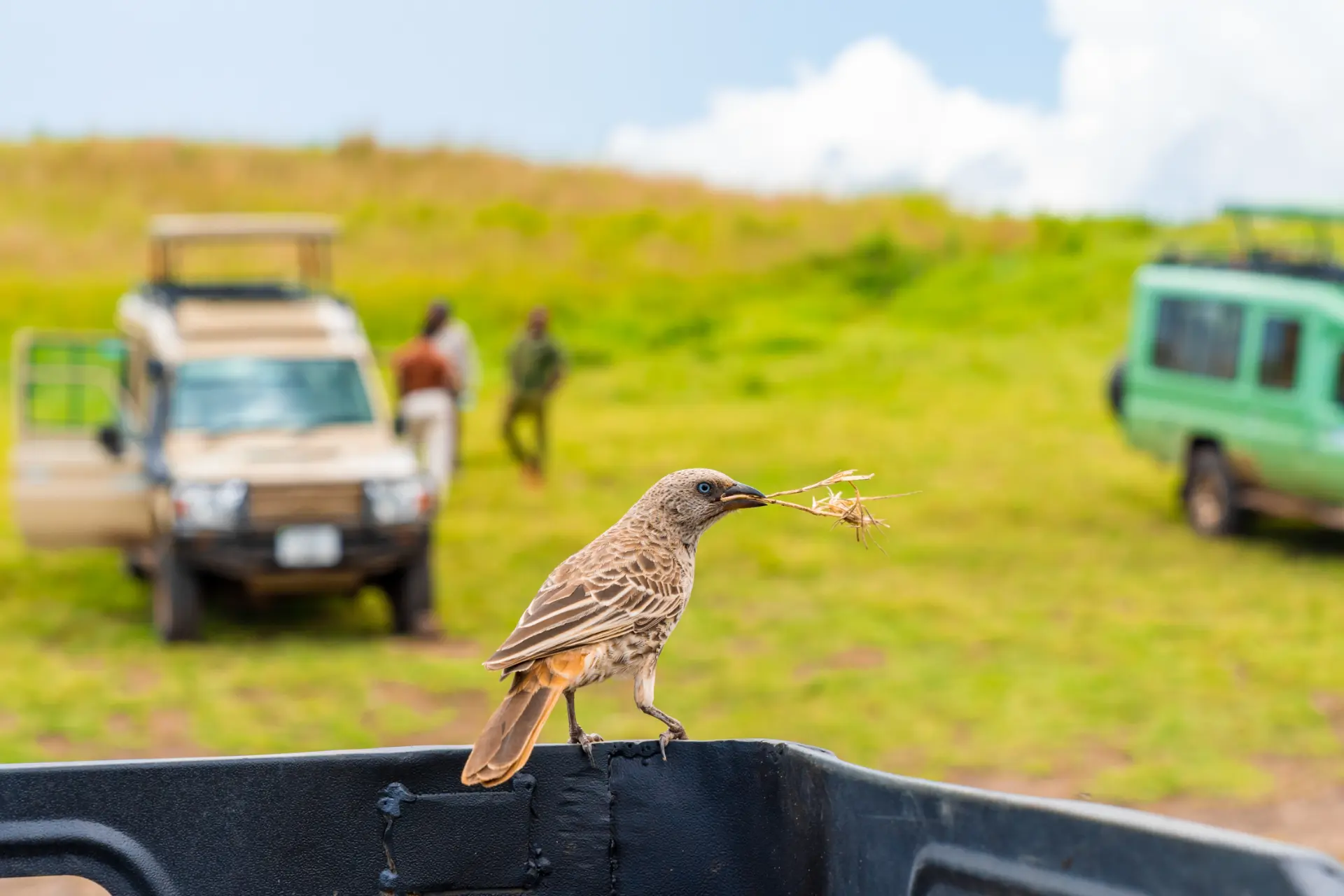 closeup-shot-beautiful-bird-sitting-pick-up