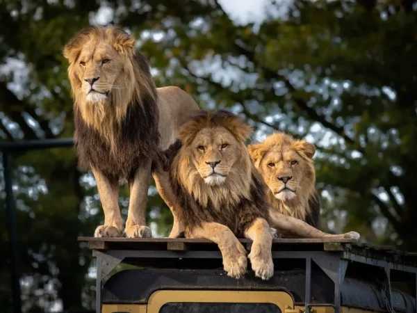 Simba Safari: Nairobi, Amboseli, Nakuru, Naivasha & Masai Mara Adventure (7 Days)