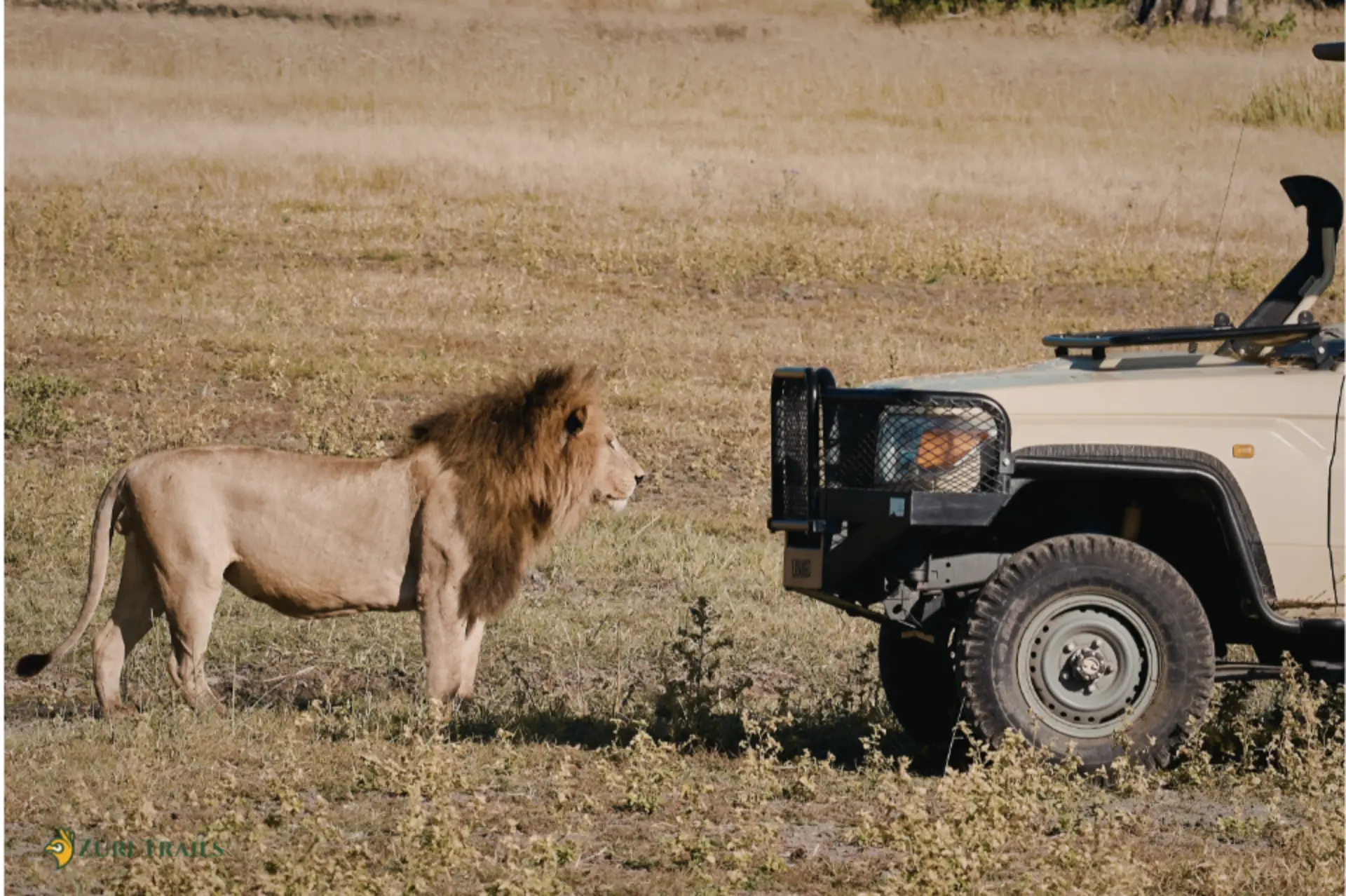 majestic-lion-encounters-safari-vehicle-in-african-savannah