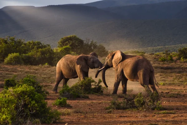 Savanna Majesty Safari: 3 Days Masai Mara, Amboseli Safari
