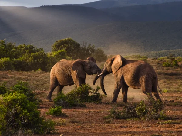Savanna Majesty Safari: 3 Days Masai Mara, Amboseli Safari