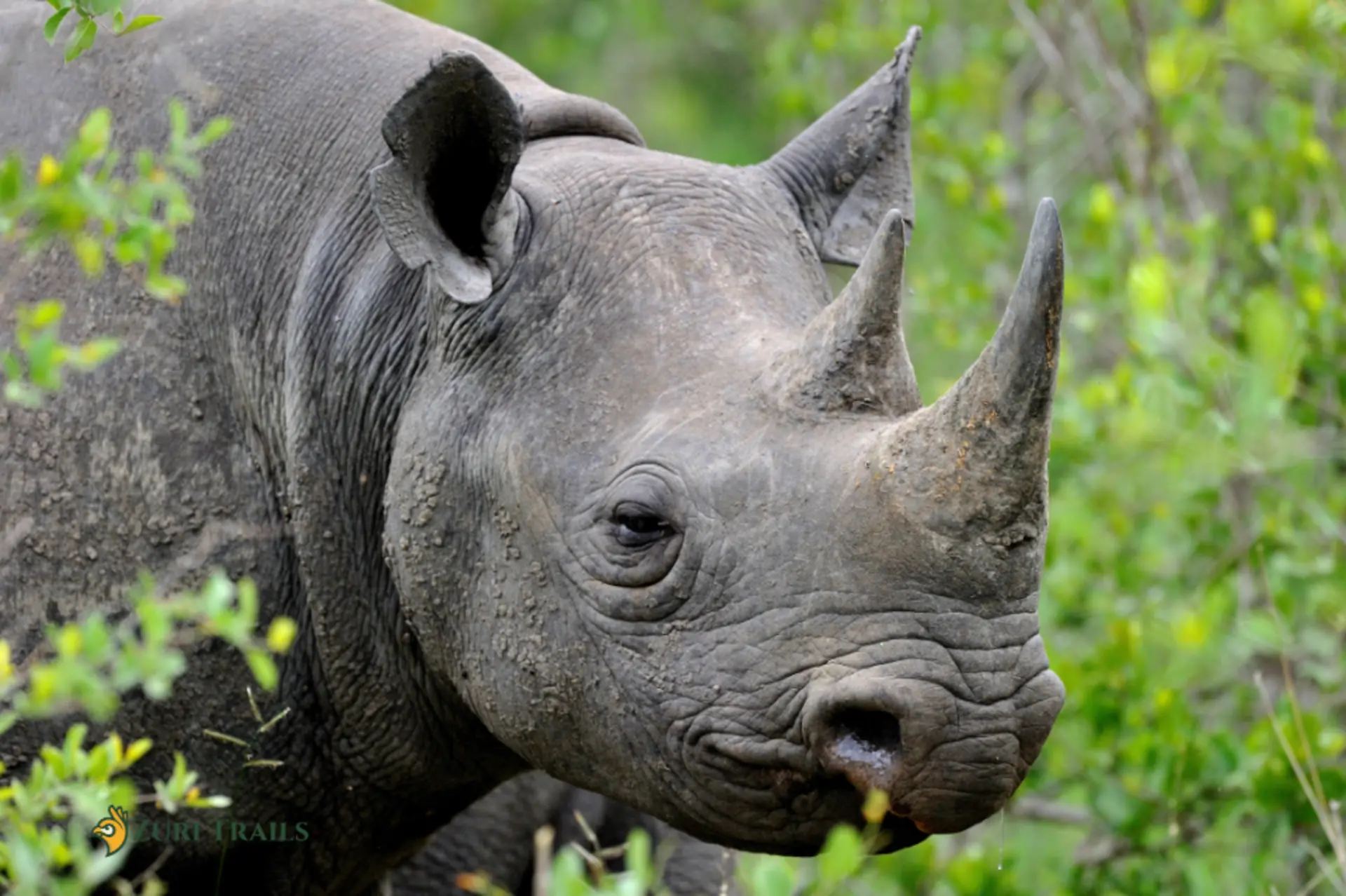 rhino