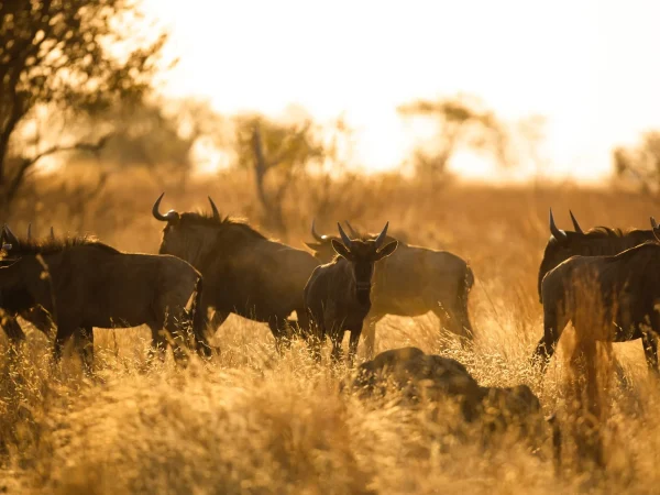 Tsavo West