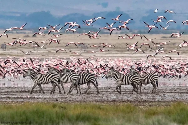 Safari Jewel Expedition: 4 Days Masai Mara & Lake Nakuru