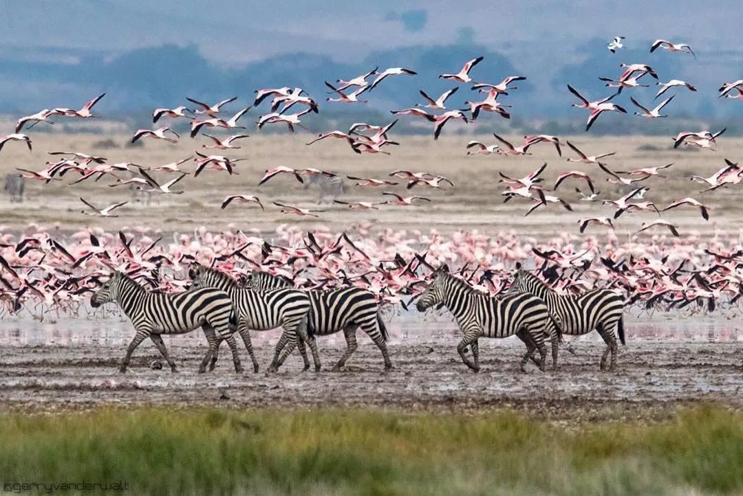 zebras_88_11zon